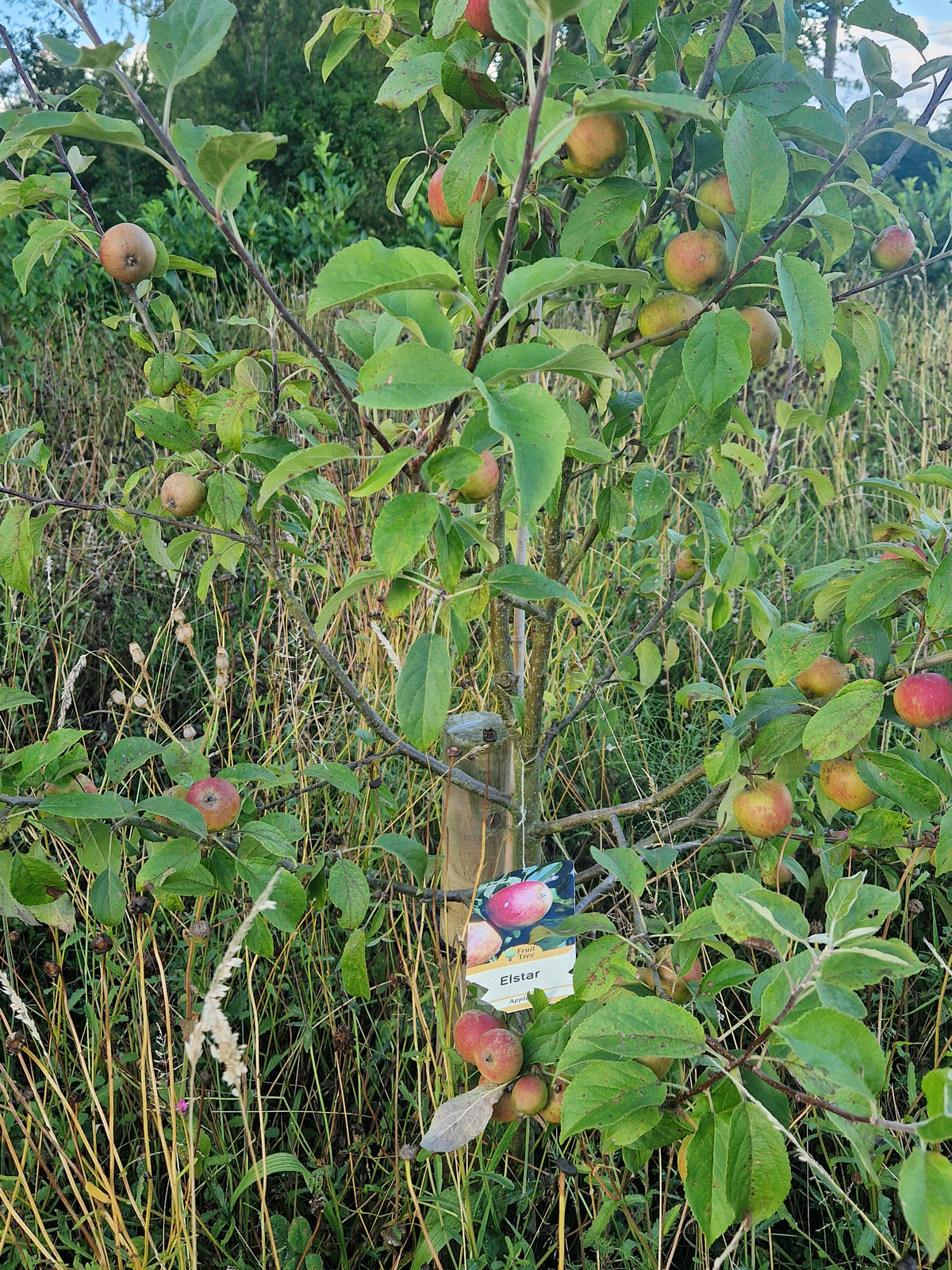 Apple Elstar