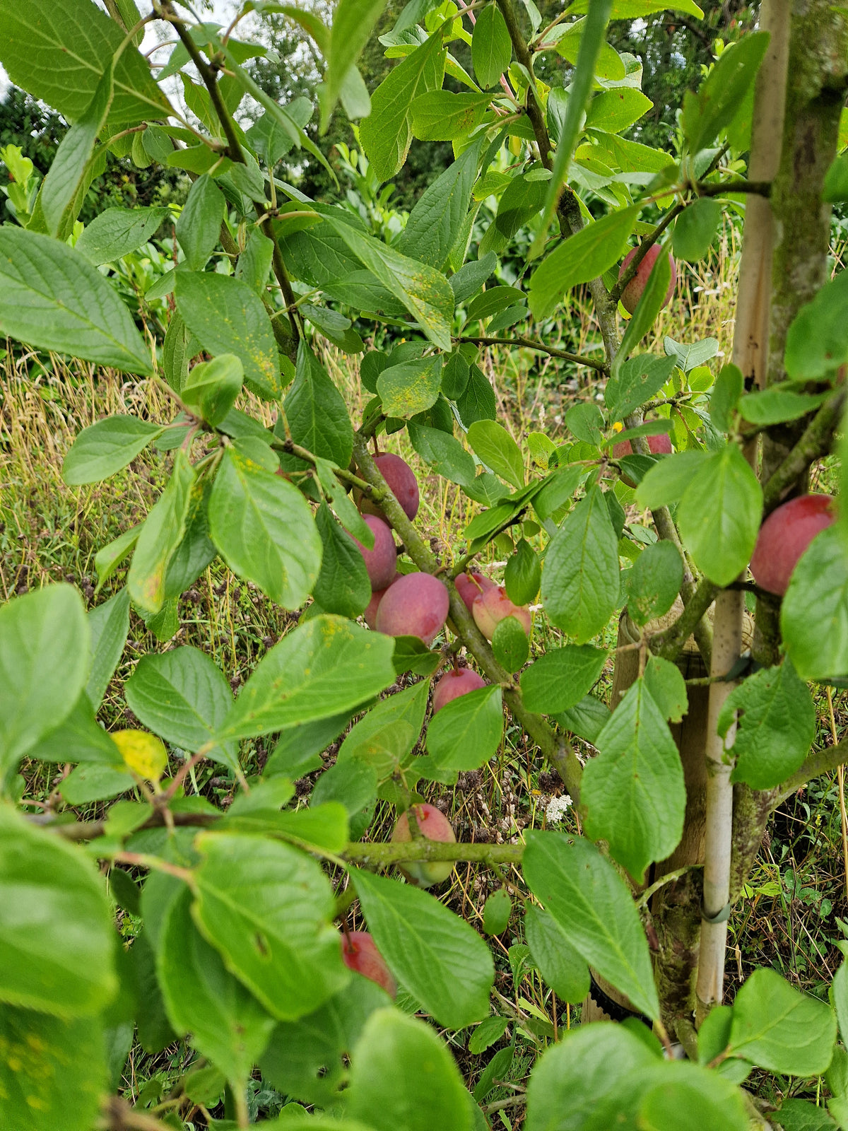 Plum, "Victoria" Fruit Tree