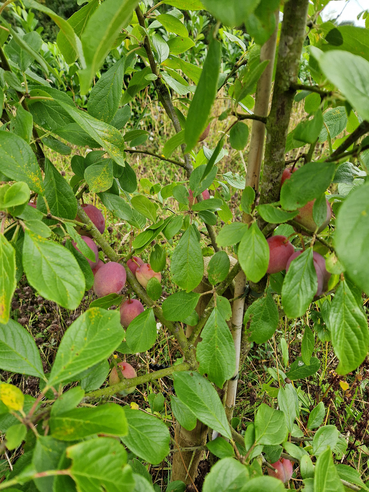 Plum, "Victoria" Fruit Tree