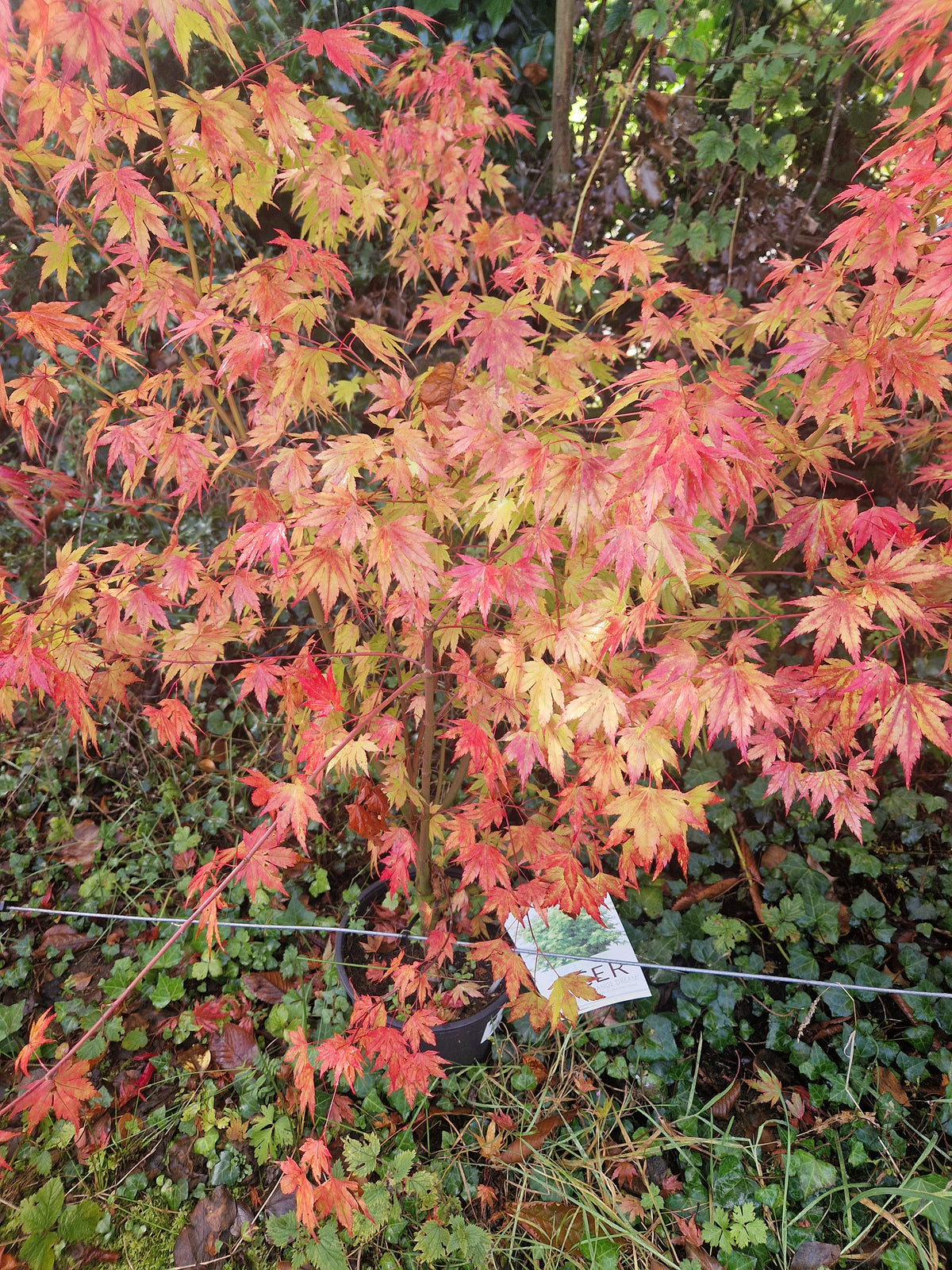 Acer Palmatum 'Orange Dream' Japanese Maple
