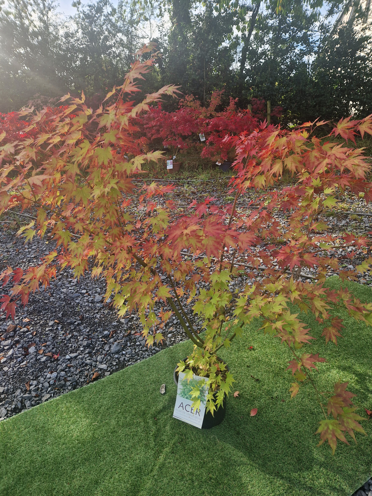 Acer Palmatum 'Orange Dream' Japanese Maple
