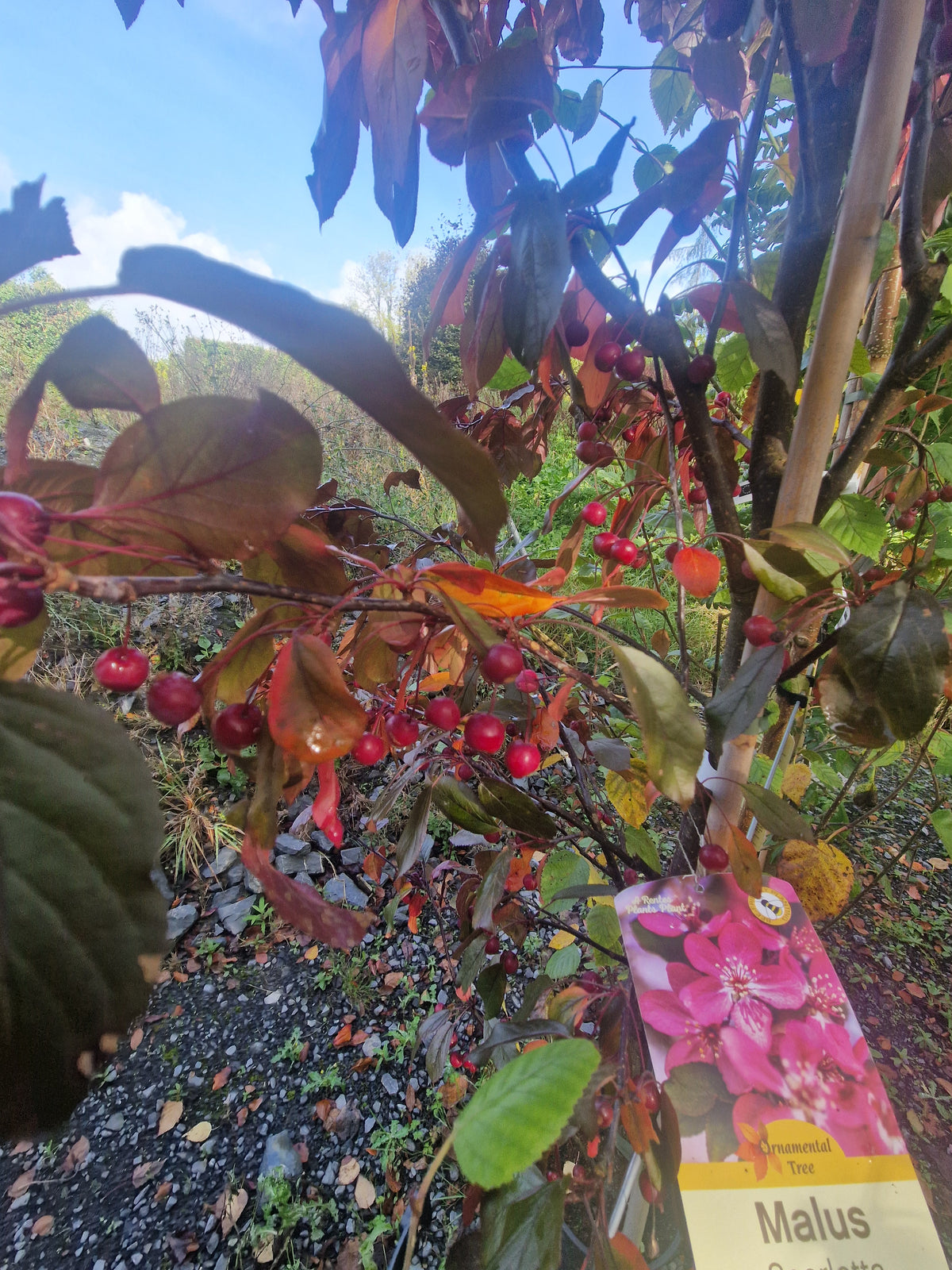 Crabapple, Malus Scarletta.