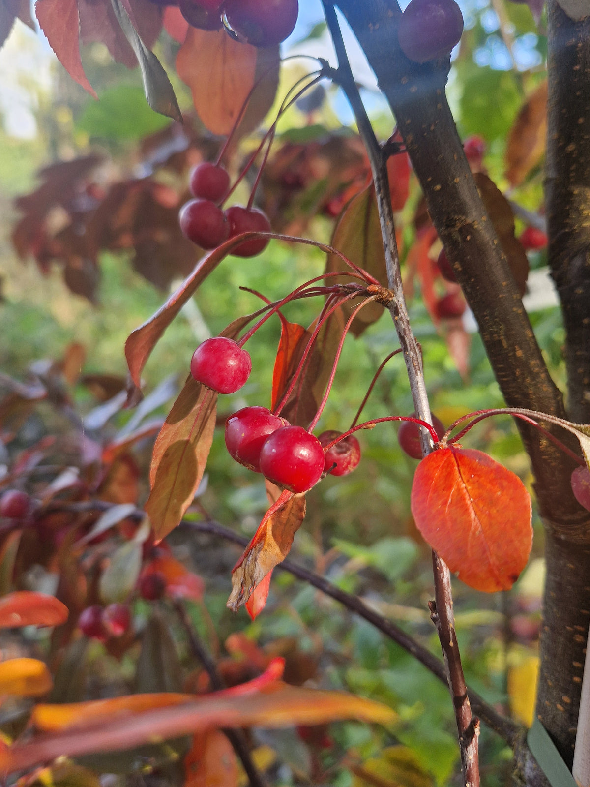Crabapple, Malus Scarletta.