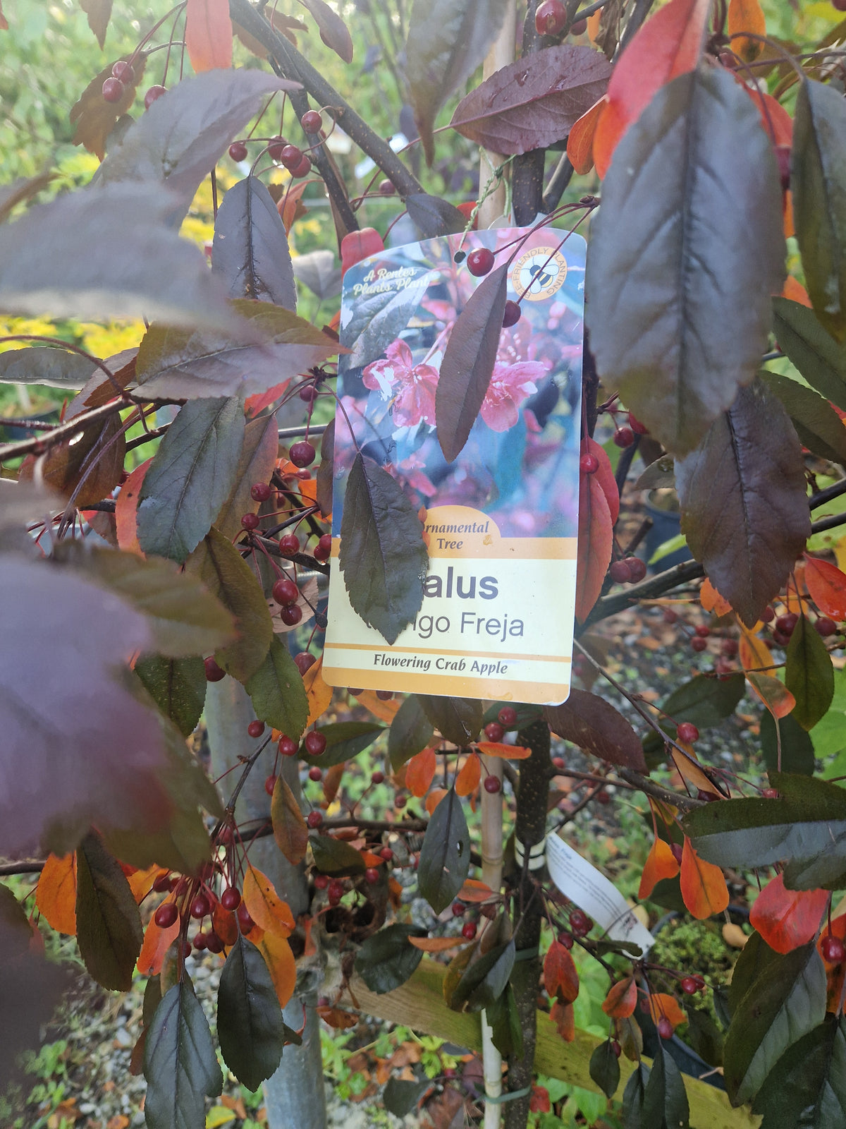 Malus Toringo 'Freja' (Crab Apple)
