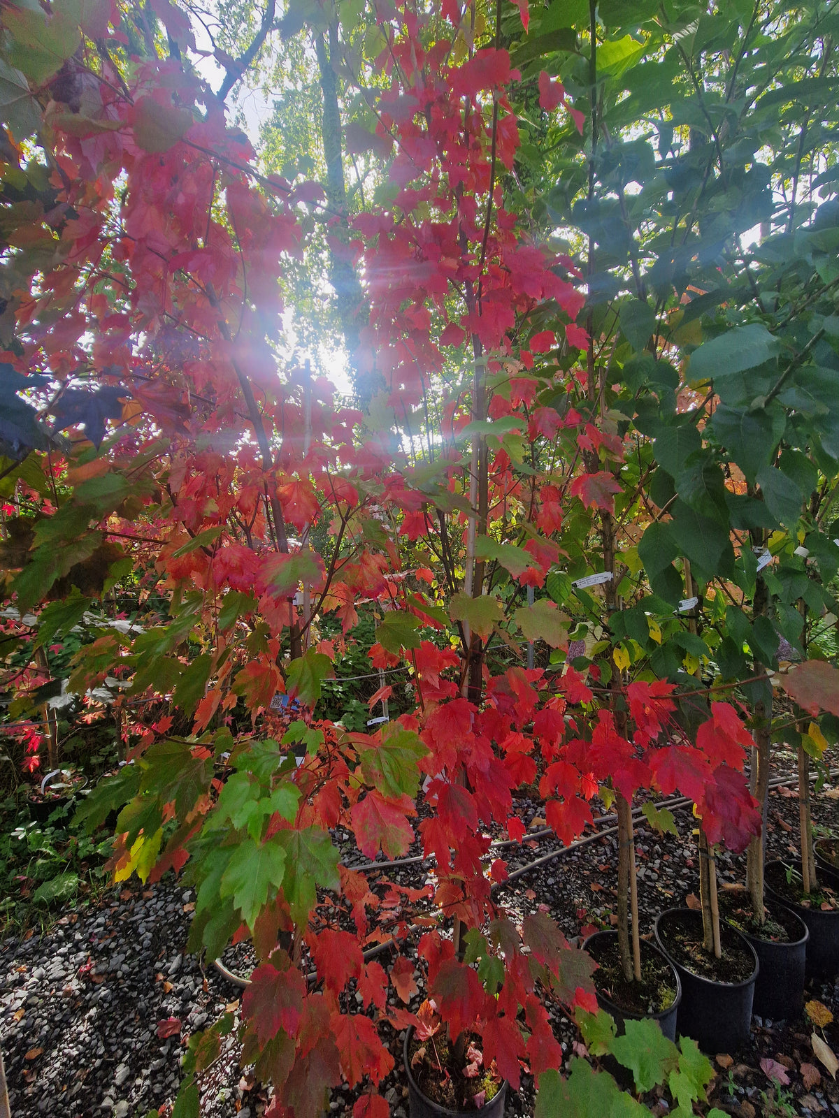 Acer Rubrum October Glory