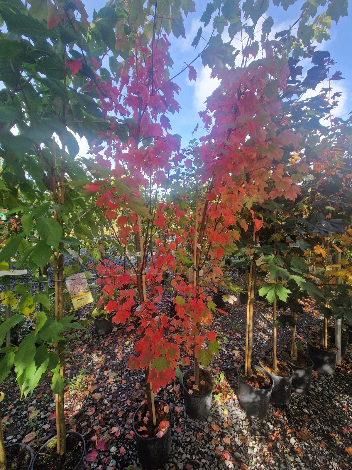 Acer Rubrum October Glory