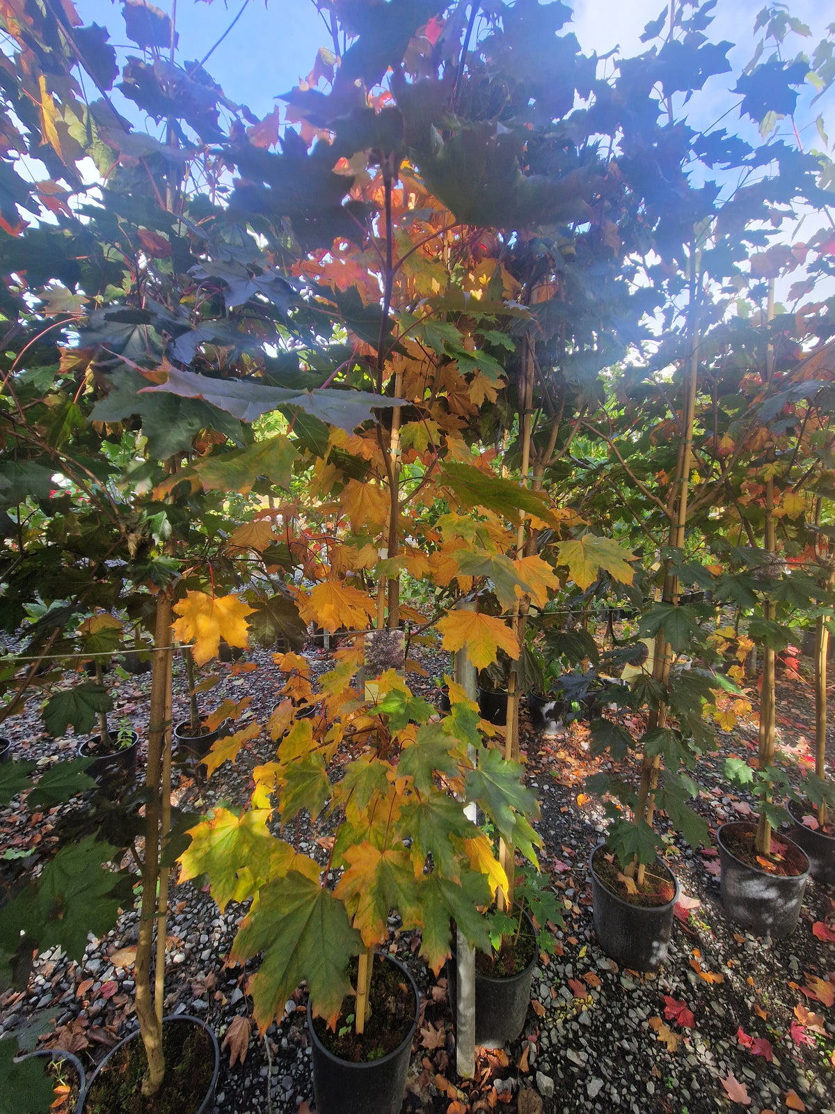 Acer Crimson King.