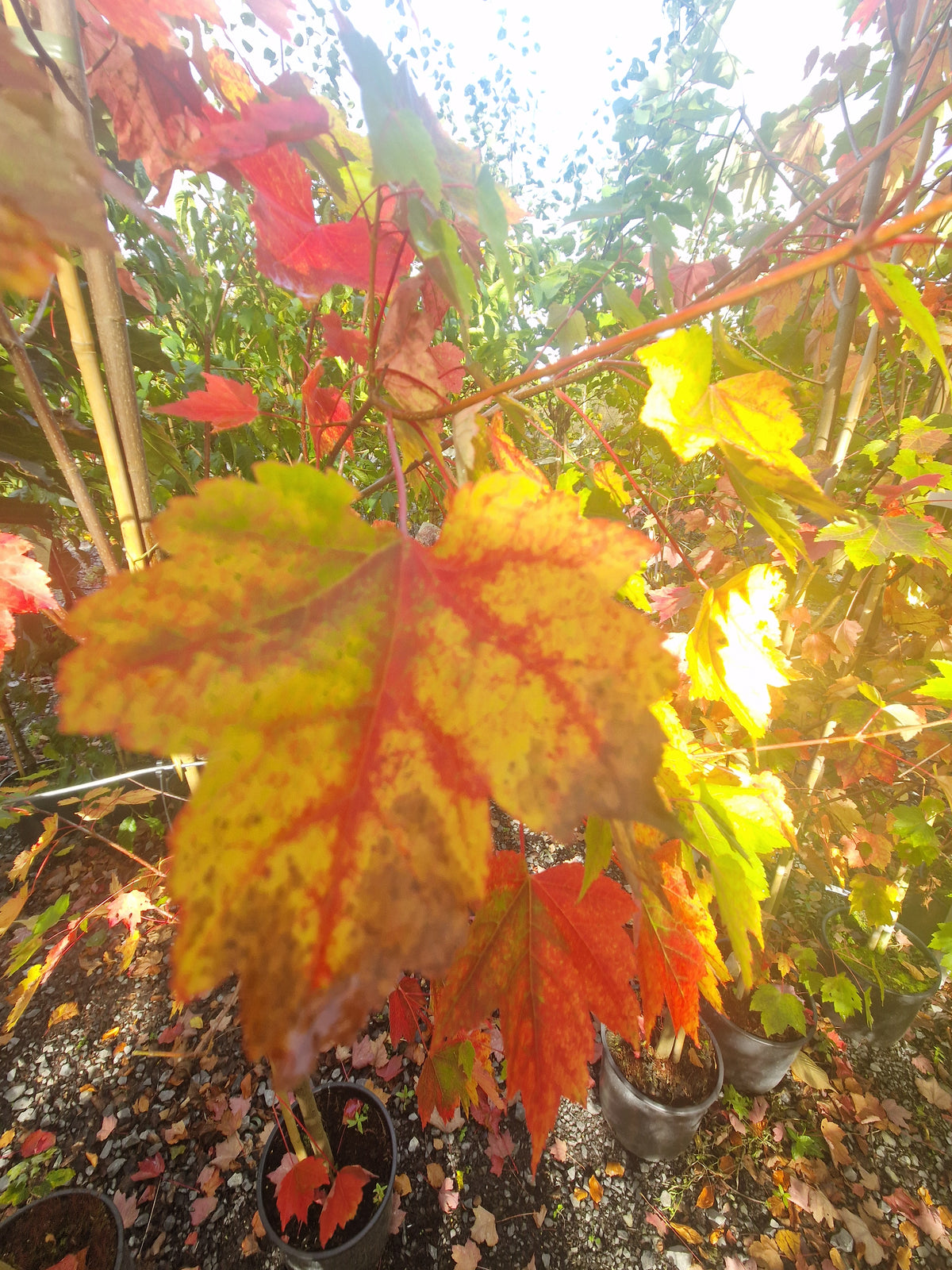 Acer Rubrum Autumn Flame