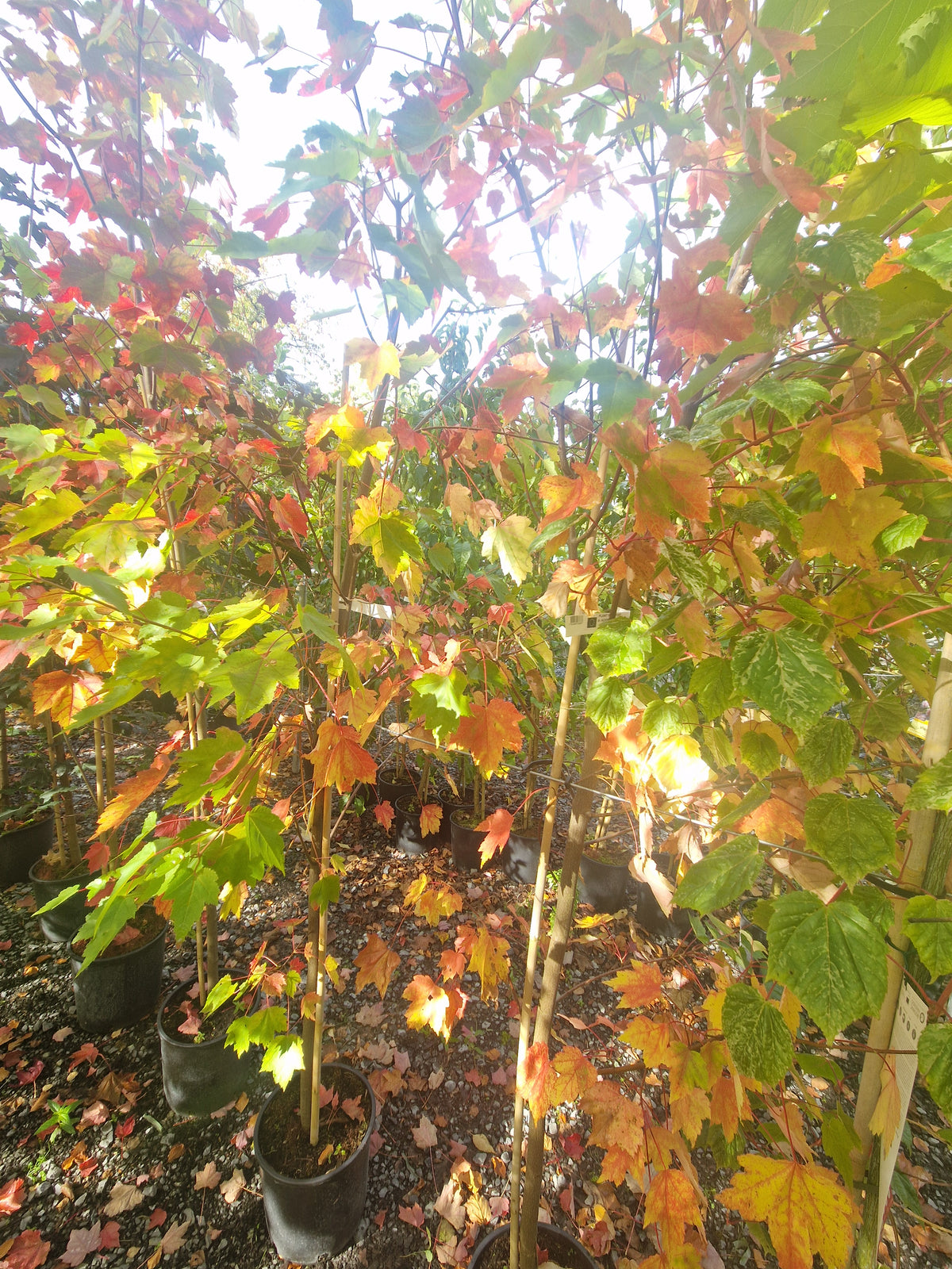 * * Special LARGE Acer Tree Bundle. ** 3 For €135.00