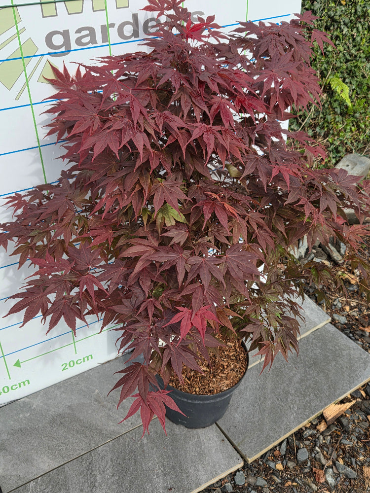 Acer Palmatum 'Atropurpureum' (Purple Japanese Maple)