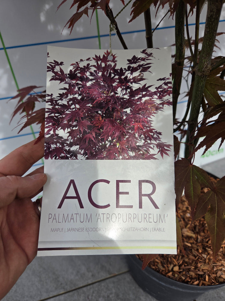 Acer Palmatum 'Atropurpureum' (Purple Japanese Maple)