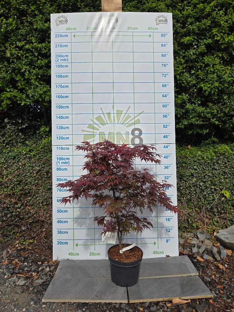 Acer Palmatum 'Atropurpureum' (Purple Japanese Maple)