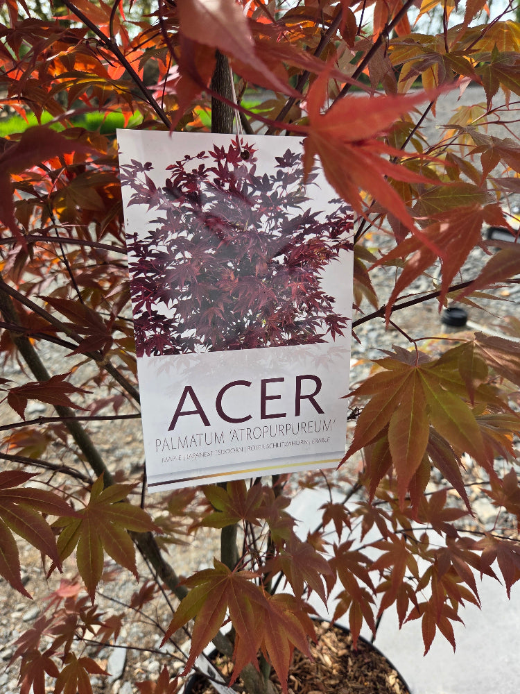 Acer Palmatum 'Atropurpureum' (Purple Japanese Maple)