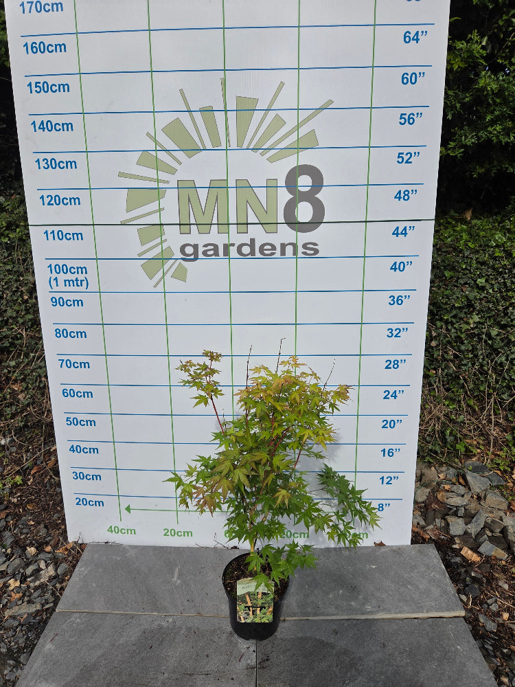 Acer Palmatum 'Bi Ho' Japanese Maple Tree Ireland