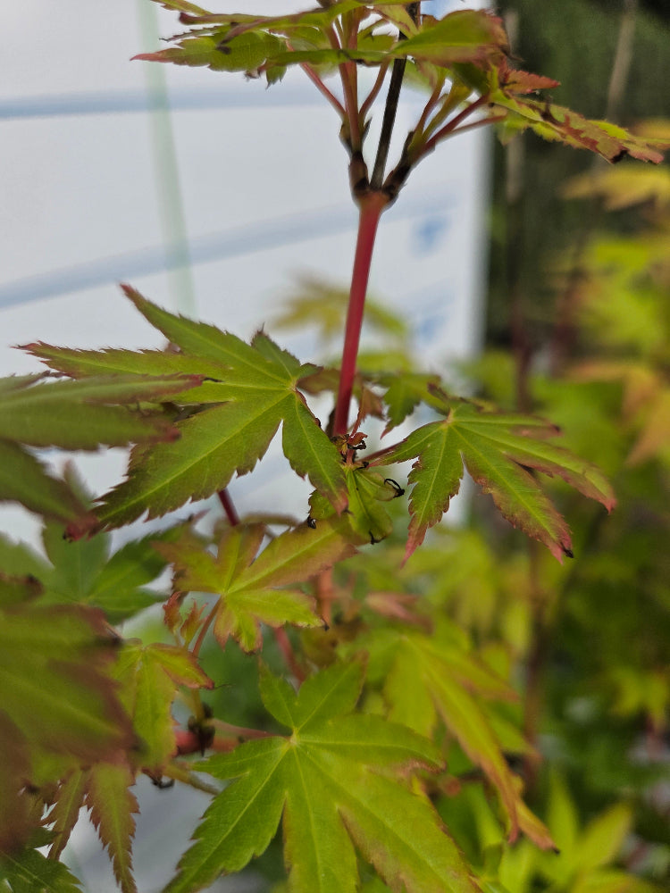 Acer Palmatum 'Bi Ho' Japanese Maple Tree Ireland