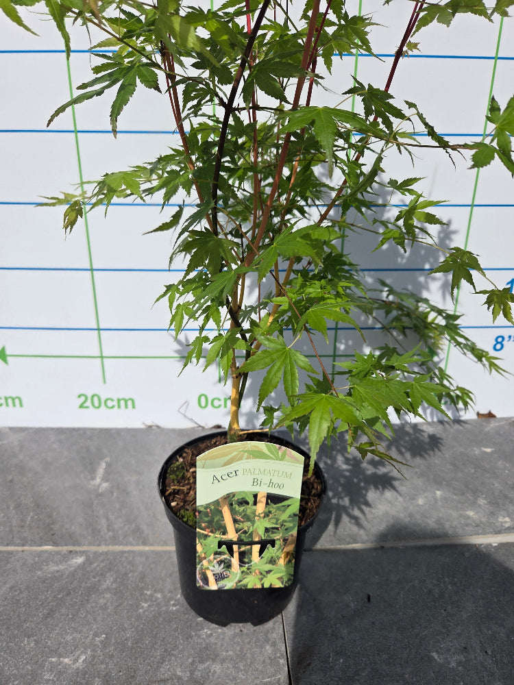 Acer Palmatum 'Bi Ho' Japanese Maple Tree Ireland