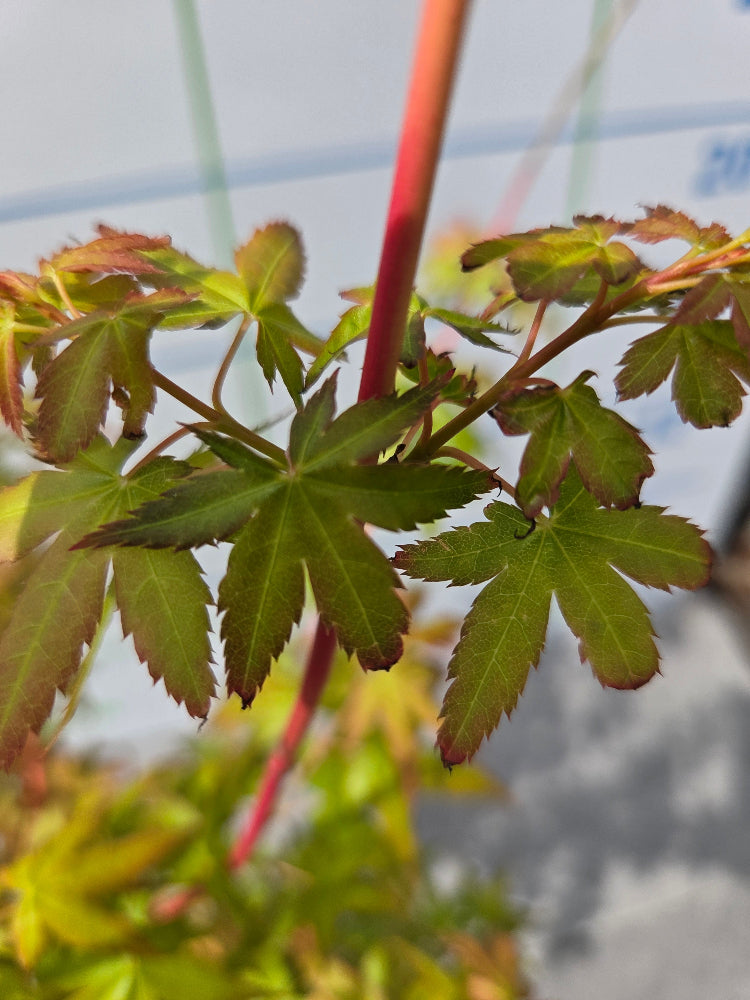 Acer Palmatum 'Bi Ho' Japanese Maple Tree Ireland
