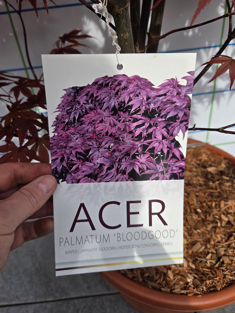 Acer Palmatum 'Bloodgood' Japanese Maple, Monaghan, 