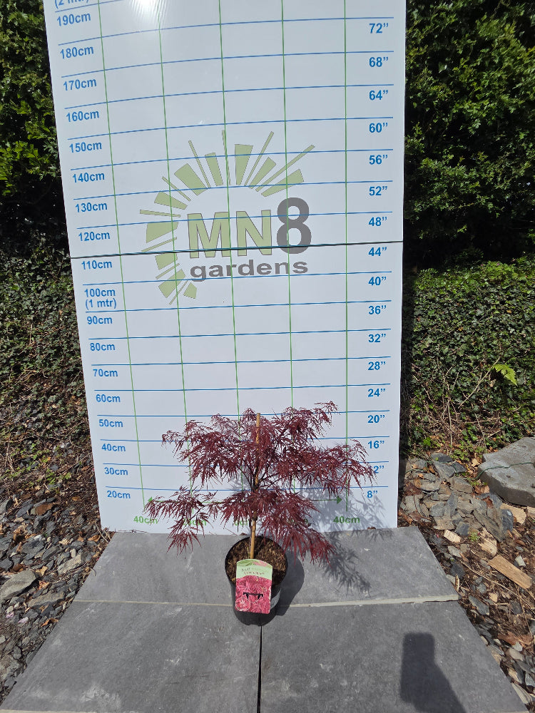 Acer Palmatum 'Firecracker' Japanese Maple