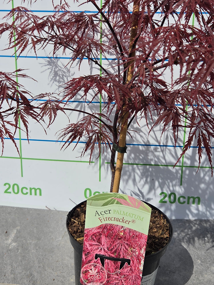 Acer Palmatum 'Firecracker' Japanese Maple