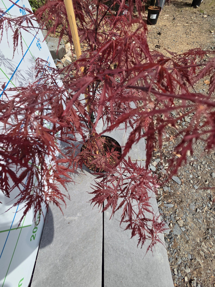Acer Palmatum 'Firecracker' Japanese Maple