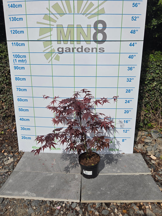 Acer Palmatum 'Fireglow' Japanese Maple