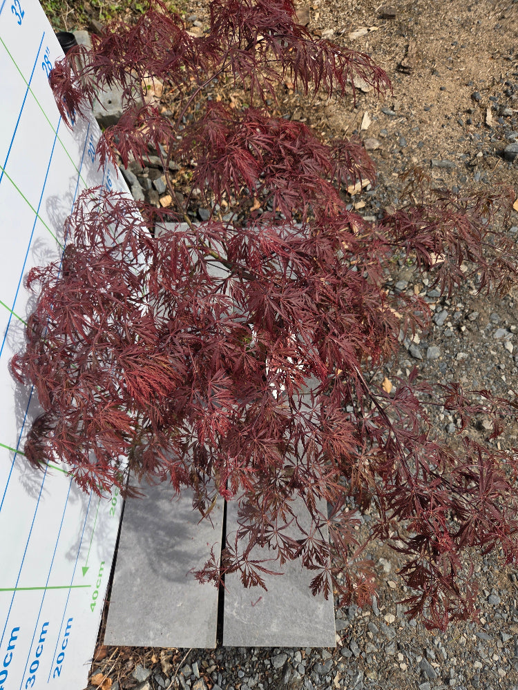 Acer Palmatum 'Garnet' Japanese Maple for Irish Gardens