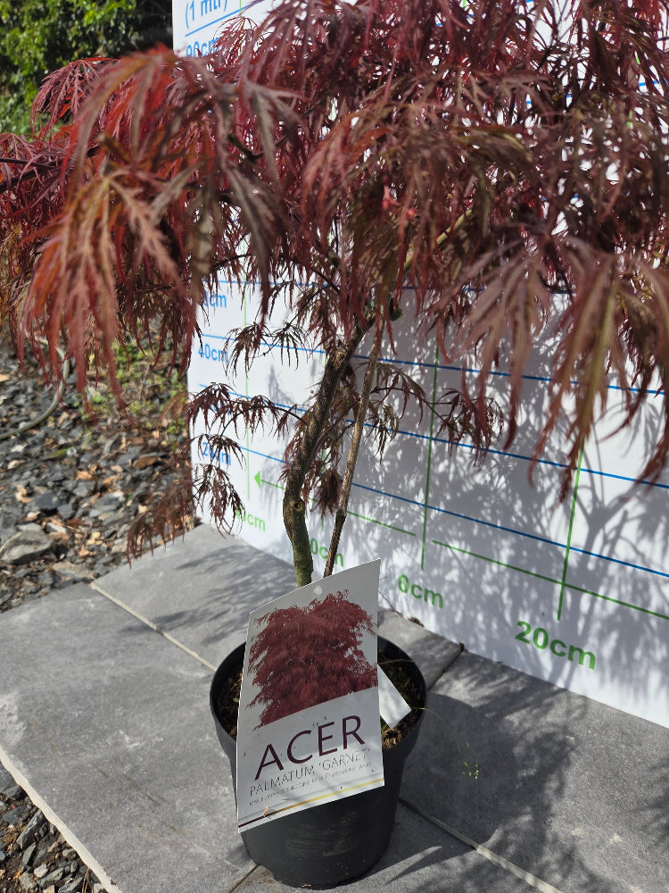 Acer Palmatum 'Garnet' Japanese Maple for Irish Gardens