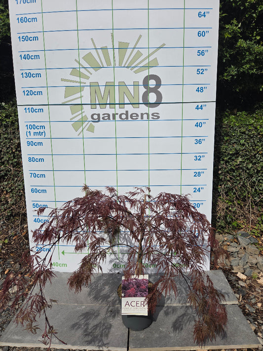 Acer Palmatum 'Inaba-shidare' Japanese Maple Irish gardens