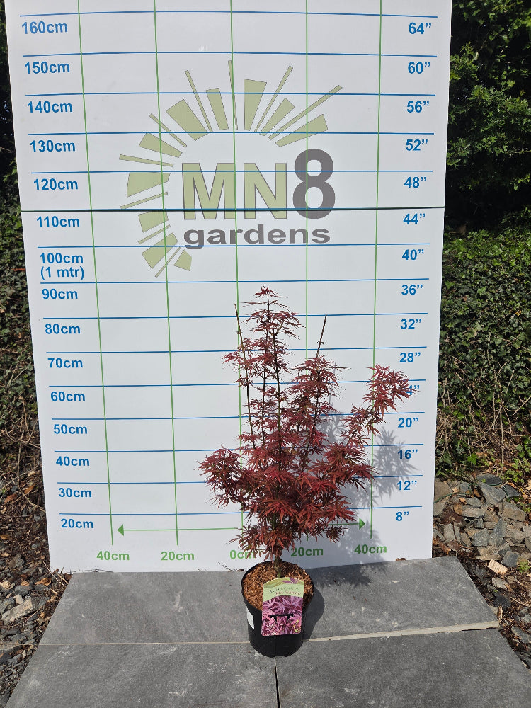 Acer Palmatum 'Jerre Schwartz' Japanese Maple for Irish Gardens