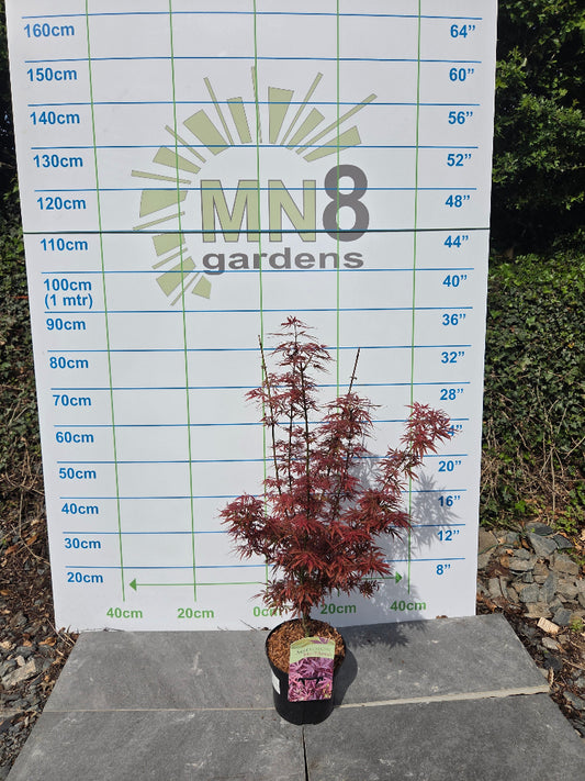 Acer Palmatum 'Jerre Schwartz' Japanese Maple for Irish Gardens