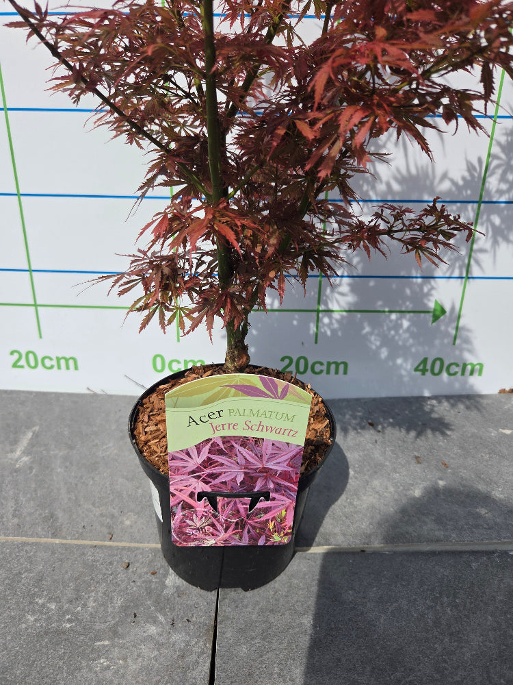Acer Palmatum 'Jerre Schwartz' Japanese Maple for Irish Gardens