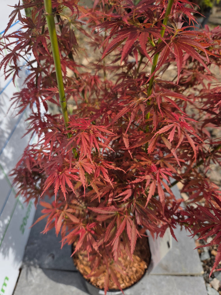 Acer Palmatum 'Jerre Schwartz' Japanese Maple for Irish Gardens
