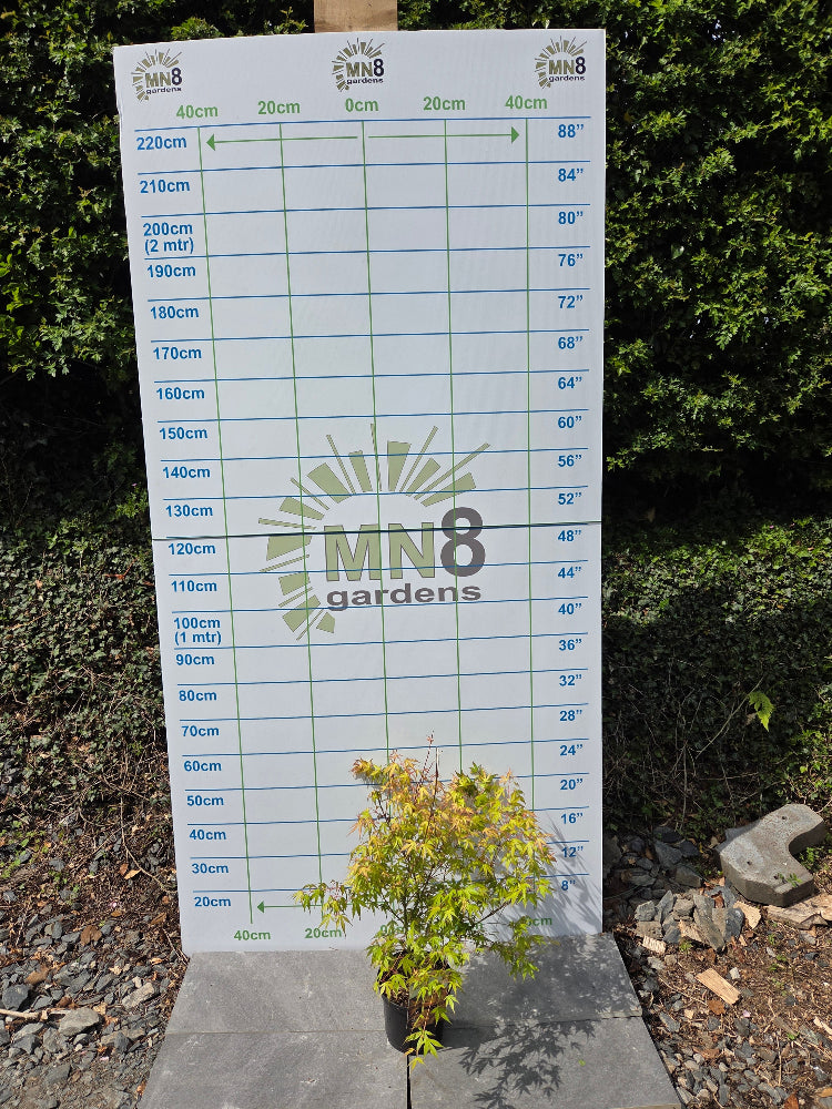 A young Acer Palmatum 'Katsura' Japanese Maple