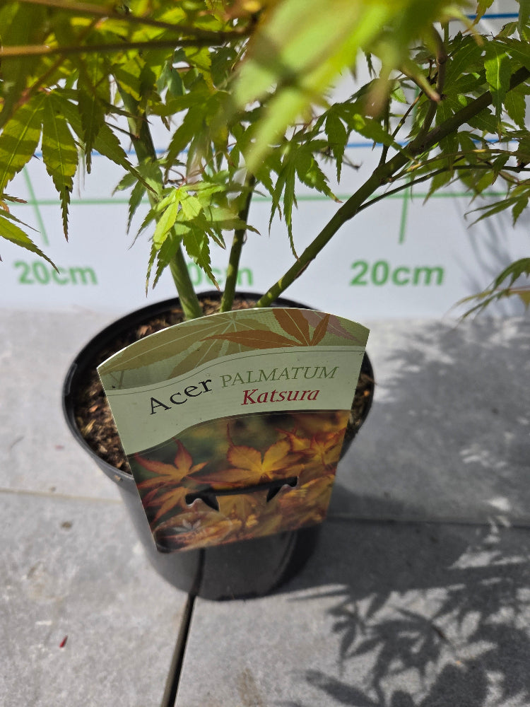 Acer Palmatum 'Katsura' Japanese Maple Tree