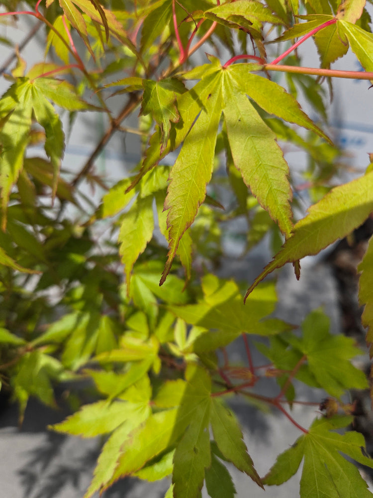 Acer Palmatum 'Katsura' Japanese Maple Tree