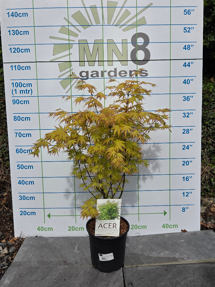 Acer Palmatum 'Orange Dream' Japanese Maple