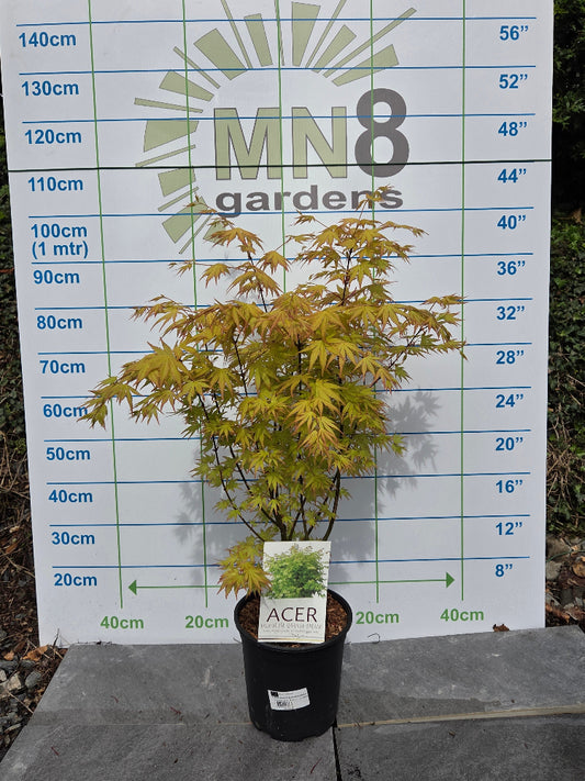 Acer Palmatum 'Orange Dream' Japanese Maple