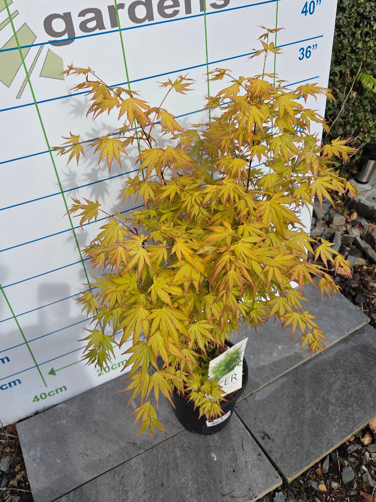 Acer Palmatum 'Orange Dream' Japanese Maple