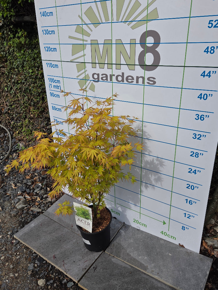 Acer Palmatum 'Orange Dream' Japanese Maple