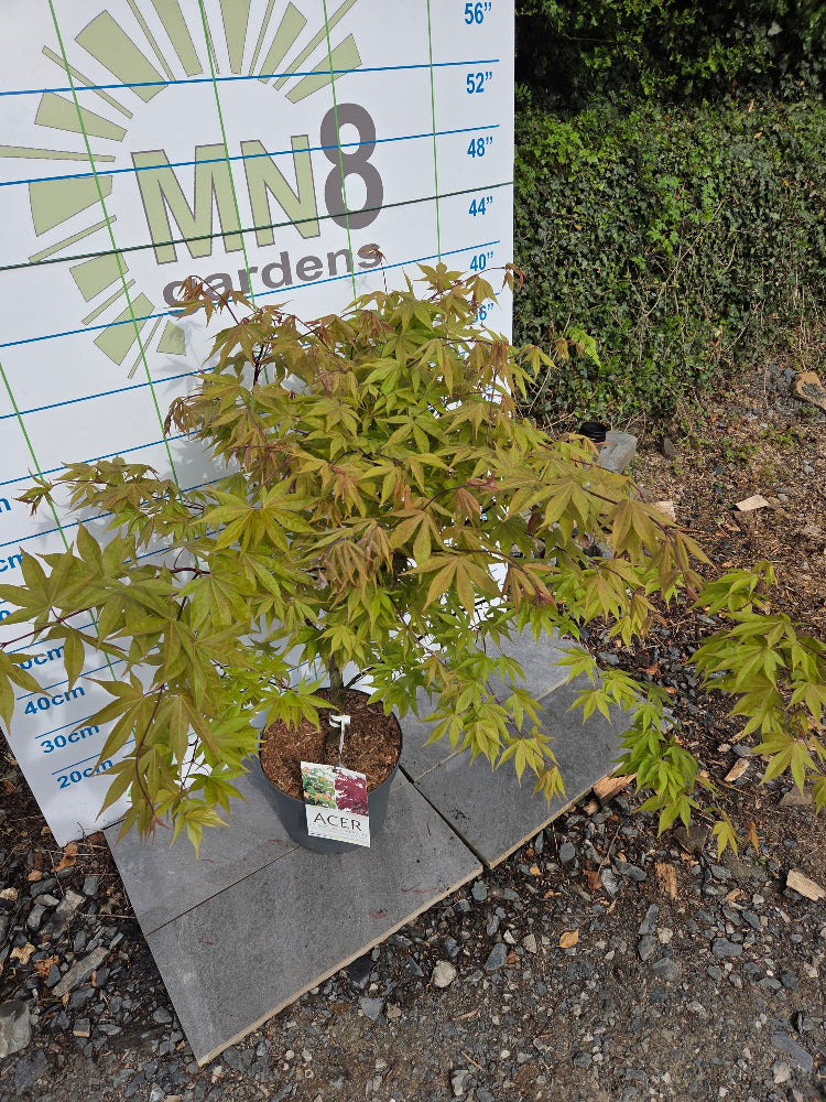 Acer Palmatum 'Osakazuki' Japanese Maple Monaghan, Ireland