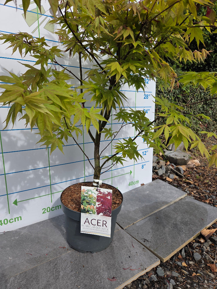 Potted Acer plant 