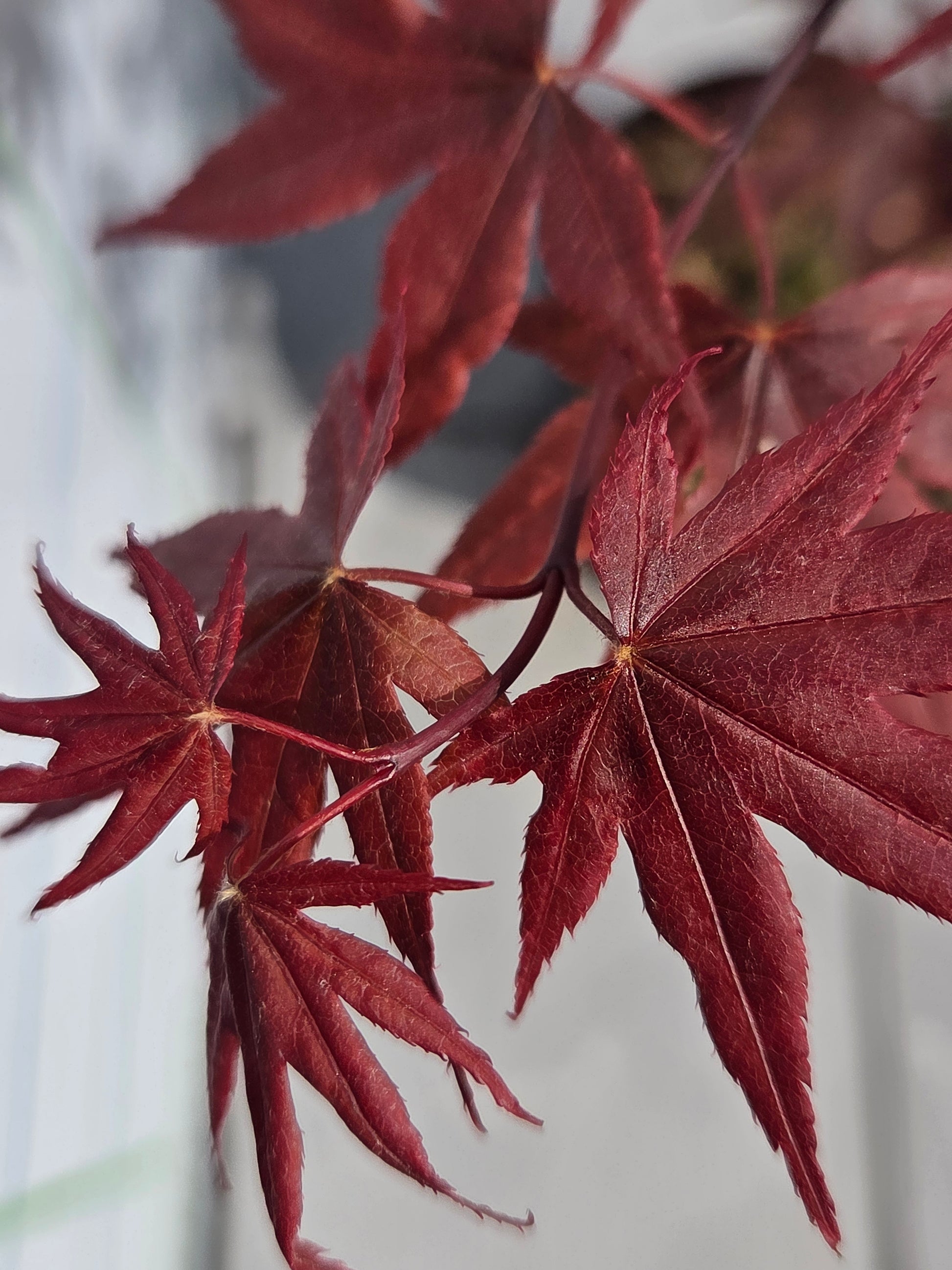 Acer Palmatum 'Fireglow' Japanese Maple