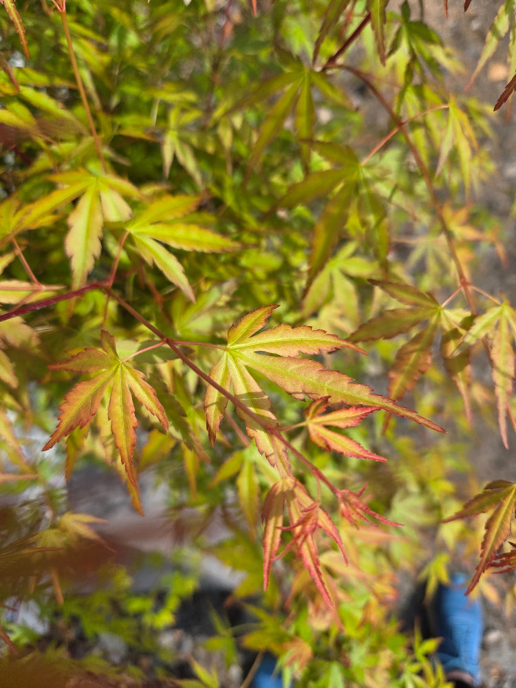 Close-up of a branch with green and red leaves