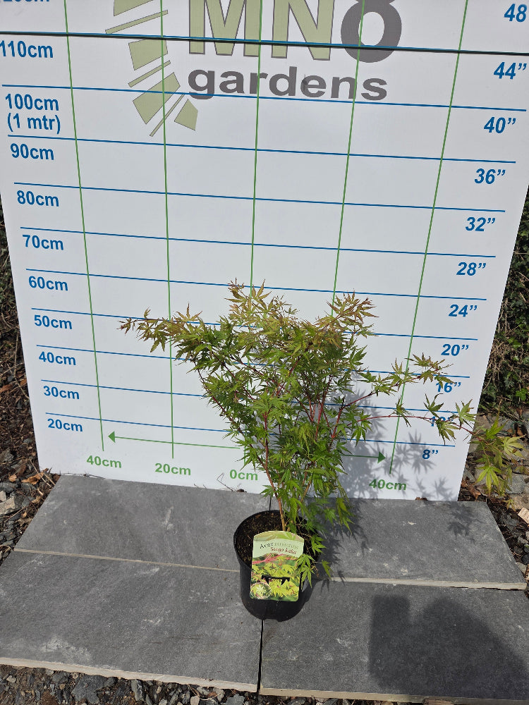 Acer Palmatum 'Sango-kaku' (Coral Bark Japanese Maple)