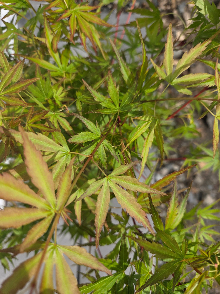 Acer Palmatum 'Sango-kaku' (Coral Bark Japanese Maple)
