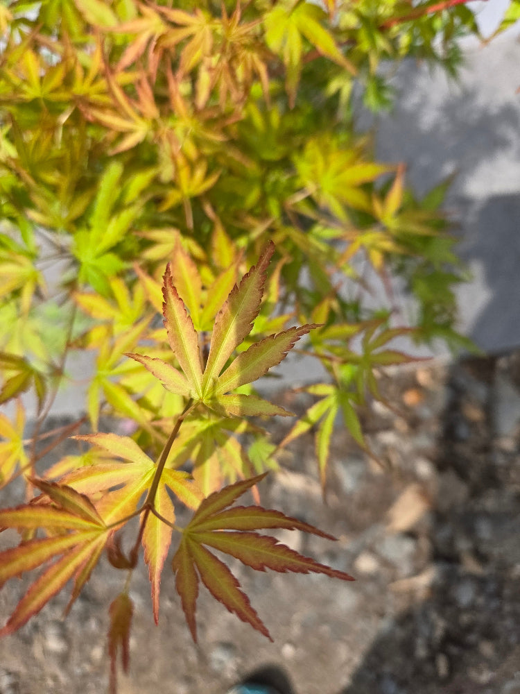 Young tree with red and green leaves 