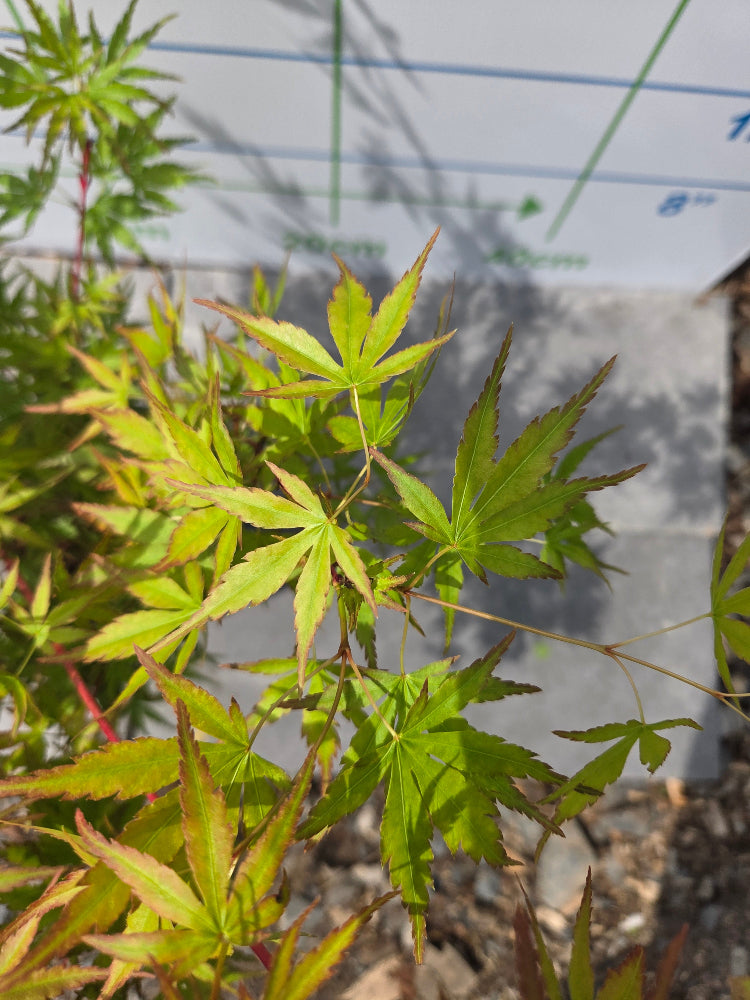 Acer Palmatum 'Sango-kaku' (Coral Bark Japanese Maple)