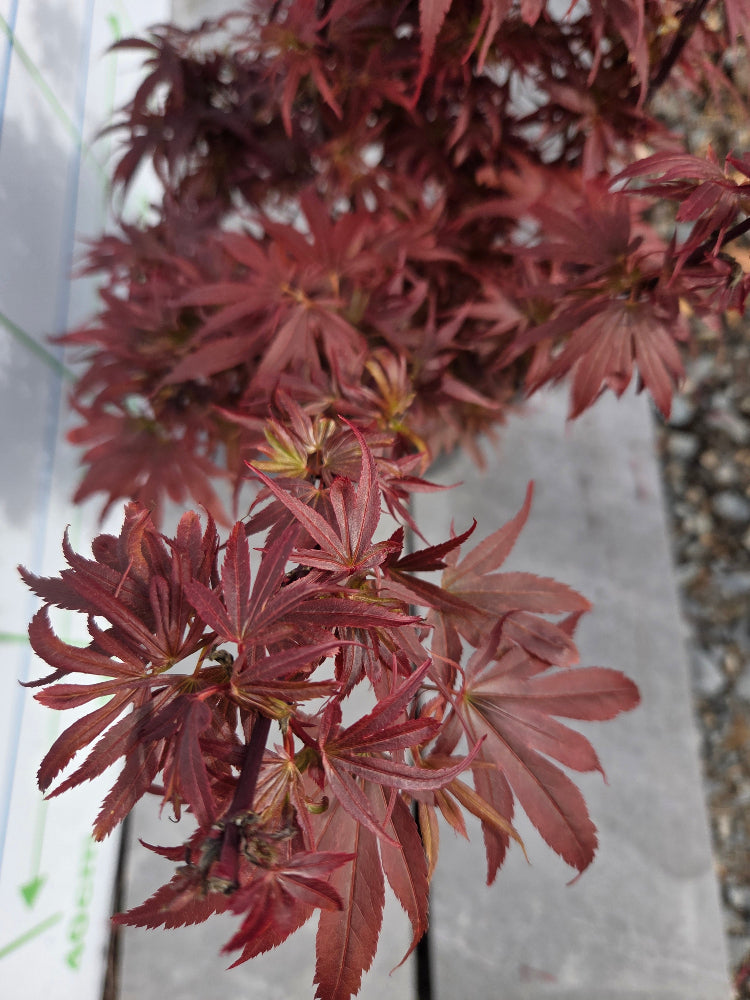 Acer Palmatum 'Shaina' Japanese Maple
