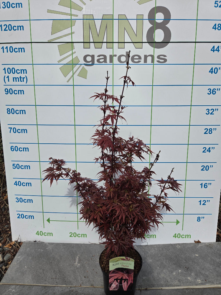 Acer Palmatum 'Shaina' Japanese Maple